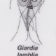 Giardia 2