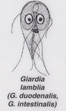 Giardia 2