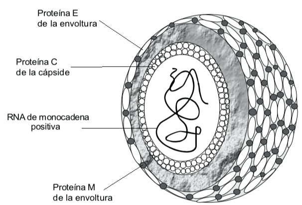 Virus del Dengue. Imagen de: G. Carballal, J.R. Oubiña. Virología médica. Corpus editorial, Rosario Argentina 2014.